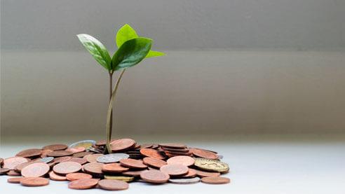 Plant in pile of coins