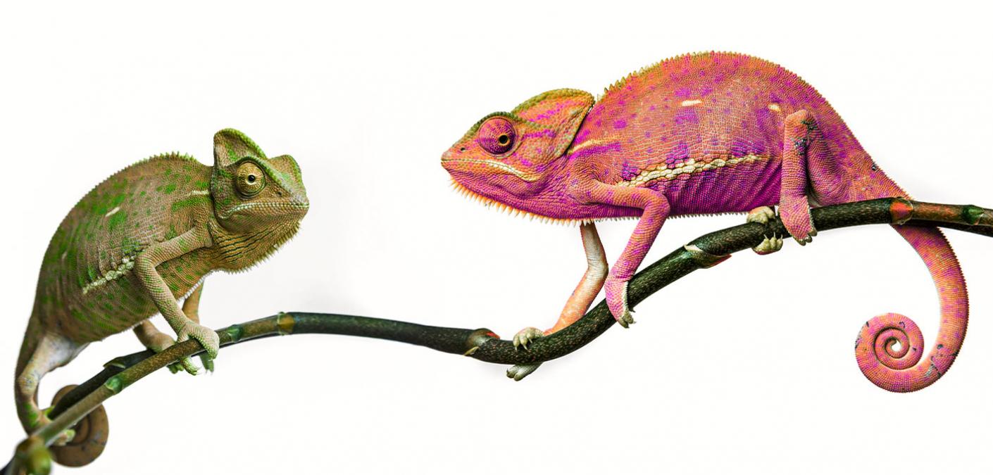 chameleons